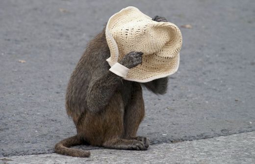 Imagini inedite cu pasari si animale in atitudini umane! FOTO