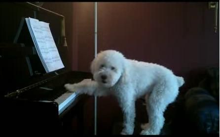 
	Recital la pian, sustinut de un bichon maltez adorabil! VIDEO
