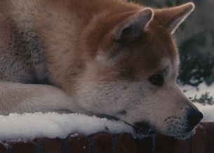 
	Hachiko, cainele-simbol al Japoniei, la 76 de ani de la moarte!&nbsp; FOTO si VIDEO
