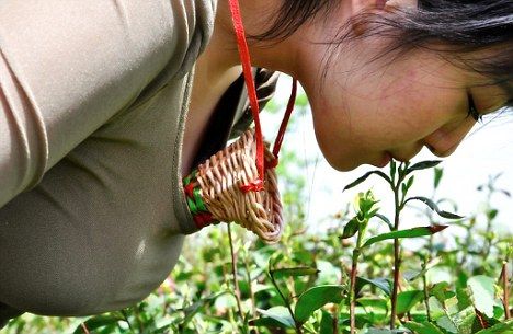 
	Chinezii cauta virgine care sa culeaga frunze de ceai cu buzele!
