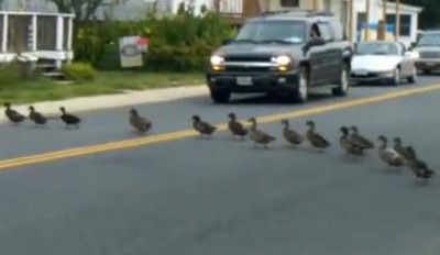 
	Ce se intampla cand 55 de RATE traverseaza strada in acelasi timp? Cum au reactionat soferii! VIDEO
