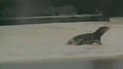 
	VIDEO Un animal ciudat sfideaza uraganul Irene! <span style="color:#f00;">Ce animal este?</span>
