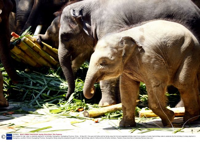 
	Uite ce cadou dragut a primit un bebe-elefant de ziua lui! FOTO
