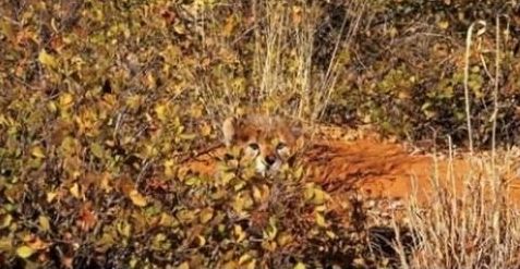 
	Uite cum s-au camuflat! Poti sa vezi animalele din aceste fotografii?
