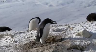 
	<span style="color:#f00;">Clipul cu pinguinul hotoman face senzatie pe net</span> :) Merita sa il vezi! VIDEO
