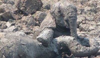 Un pui de elefant si mama lui, salvati de la moarte de catre oameni! FOTO