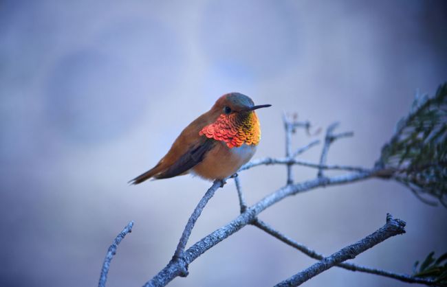 
	Cele mai TARI poze din 2011 din concursul National Geographic. Care este preferata ta? GALERIE FOTO
