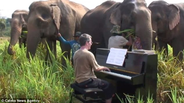 
	<span style="color:#f00;">VIDEO. </span>Si-a adus pianul in varful unui munte din Thailanda ca sa cante Beethoven unor elefanti orbi
