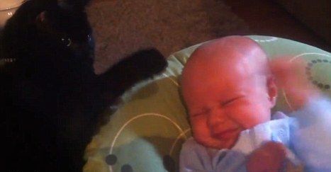 
	Bona perfecta! Cum reuseste o pisica neagra sa linisteasca un bebelus care plange: VIDEO
