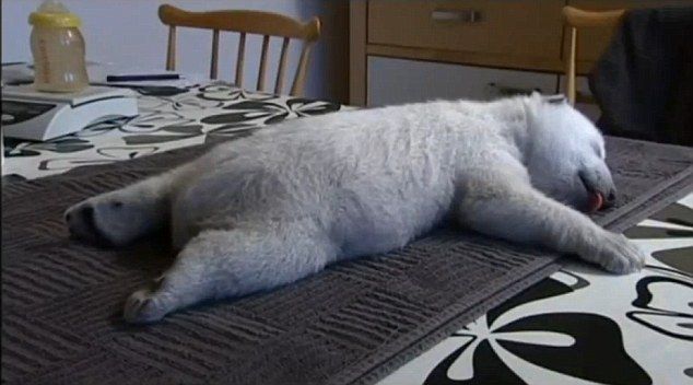 
	<span style="color:#f00;">Nu ma trezi, vreau sa mai dorm putin! </span>Uite cat de alintat este acest pui de urs polar: <span style="color:#f00;">VIDEO</span>
