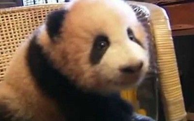 
	Cel mai amuzant animal din lume? ASA creste un pui de panda VIDEO
