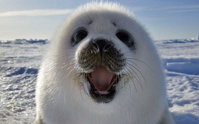 
	Fa cunostinta cu foca vesela! Nu este ea cel mai adorabil animal?
