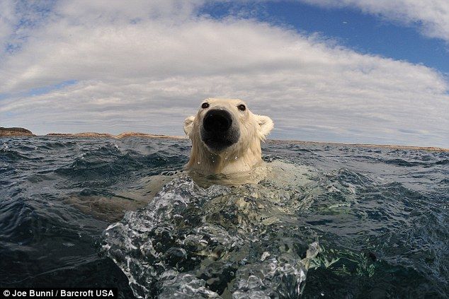 
	GALERIE FOTO A dat nas in nas cu un urs polar! In loc sa fuga, i-a facut poze
