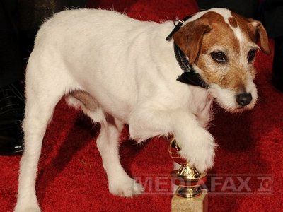 
	Uggie, cainele din filmul &quot;The Artist&quot;, nominalizat la Hollywood
