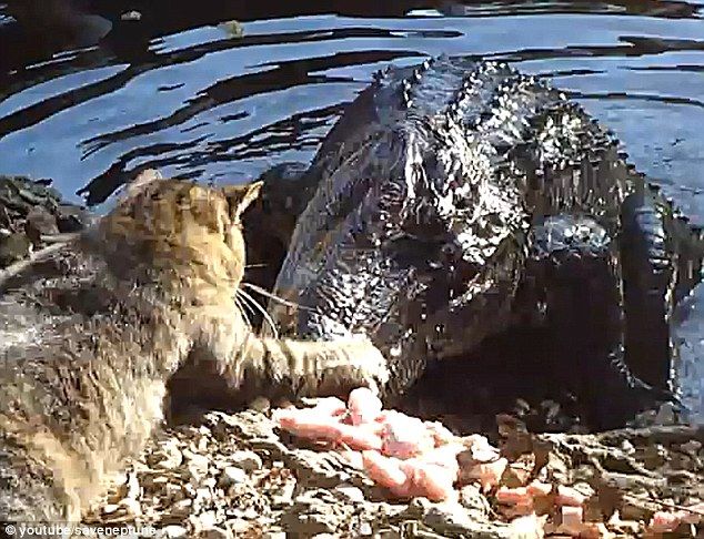 
	O pisica a reusit sa bata un aligator! Vezi cat de curajoasa a fost micuta felina
