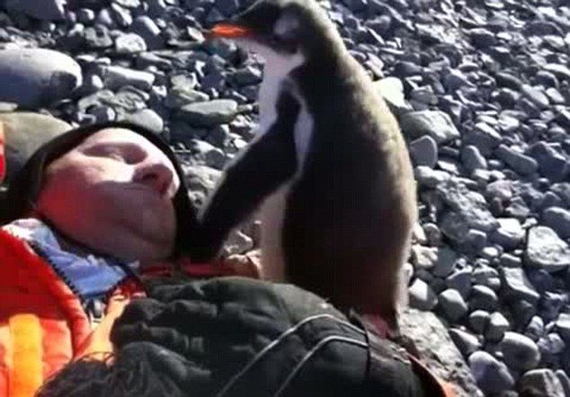 
	Statea linistit la soare cand s-a trezit peste el cu un pinguin! Vezi reactia uluitoare a unui<span style="color: rgb(255, 0, 0);"> pinguin cand vede pentru prima data un om.</span> VIDEO
