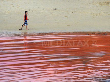 
	Fenomen rar in Australia. O plaja a fost inchisa imediat, dupa ce apa marii a inceput sa se inroseasca: VIDEO
