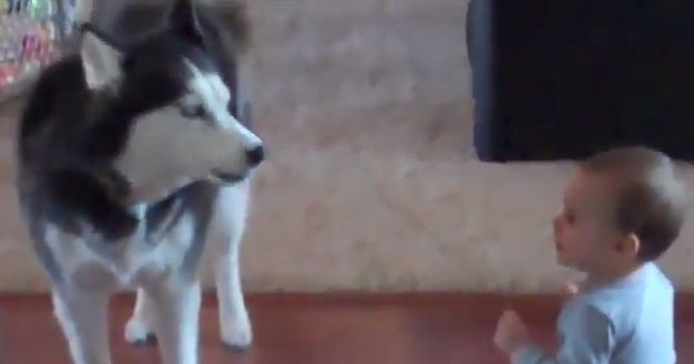 
	&#39;Dialogul&#39; dintre un copil si un caine husky a devenit viral pe internet. VIDEO amuzant
