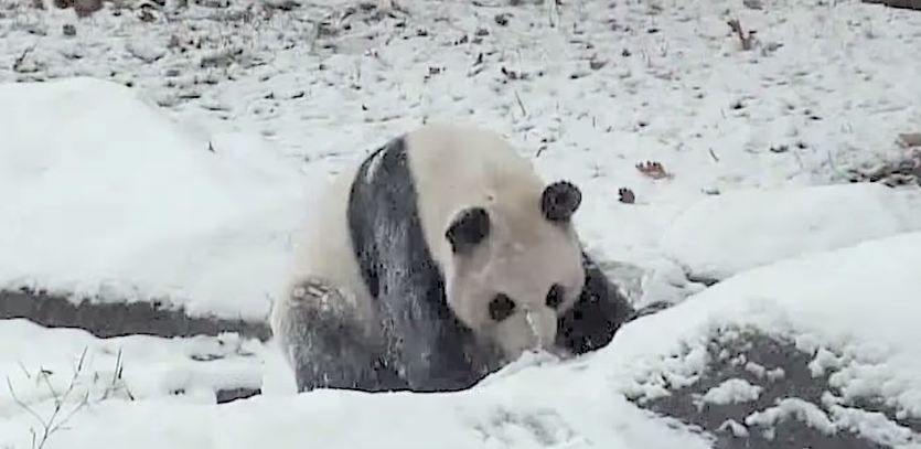 
	Cum reactioneaza un pui de urs panda atunci cand vede pentru prima oara zapada. Imaginile care au facut inconjurul internetului
