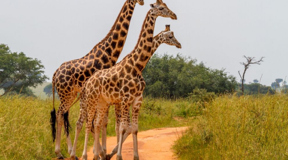 
	Proiectul de 77 de milioane de euro care va transforma Zoo Baneasa in parc natural. Ce specii am putea vedea peste 8 ani
