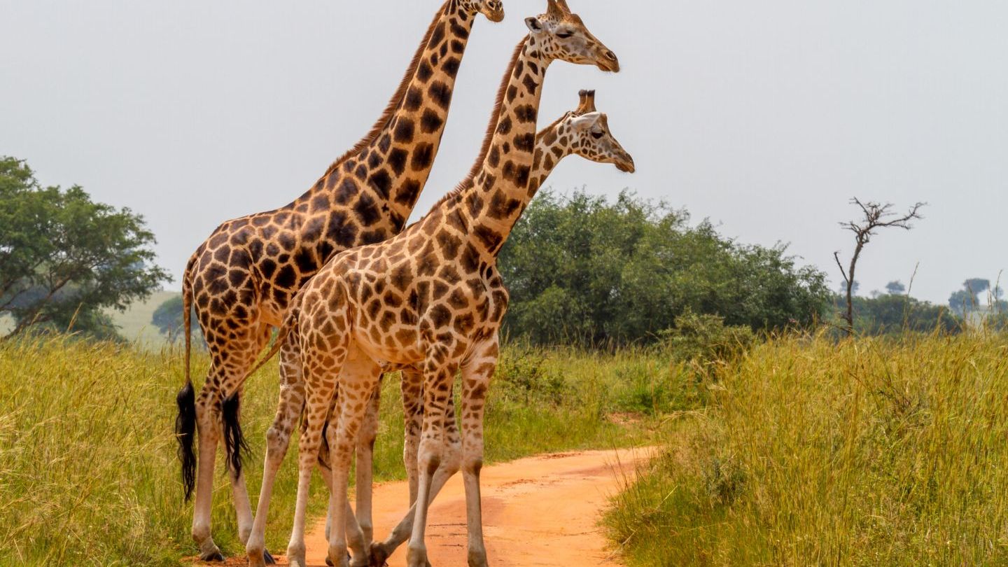 
	Proiectul de 77 de milioane de euro care va transforma Zoo Baneasa in parc natural. Ce specii am putea vedea peste 8 ani
