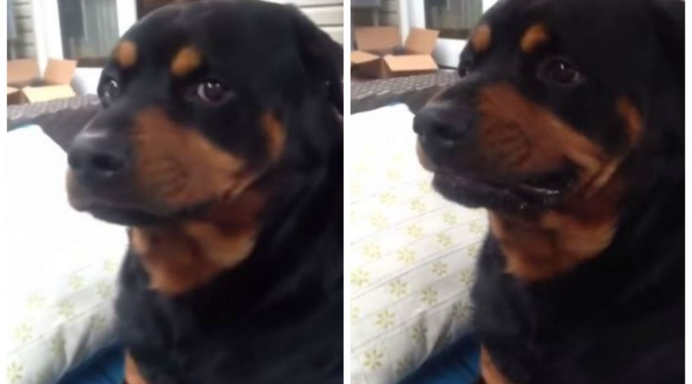 
	Stapanul ii spune cainelui: &quot;Arata-mi fata fioroasa!&quot;. Reactia Rottweilerului e de-a dreptul geniala - VIDEO
