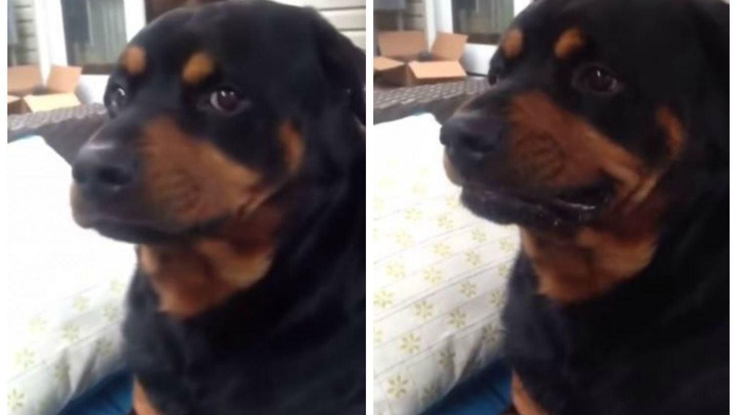 
	Stapanul ii spune cainelui: &quot;Arata-mi fata fioroasa!&quot;. Reactia Rottweilerului e de-a dreptul geniala - VIDEO
