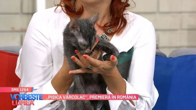 Pisica Vârcolac