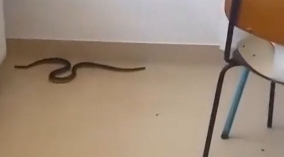 
	Un șarpe a fost filmat pe holurile unui spital din Olt
