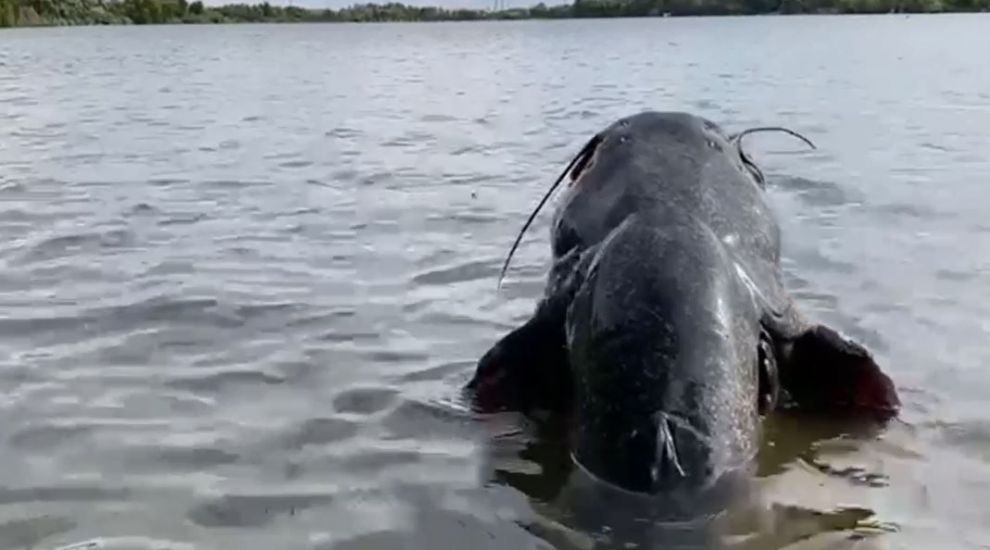 
	Cum arată monstrul de doi metri, prins de un pescar într-un lac din Tâncăbești
