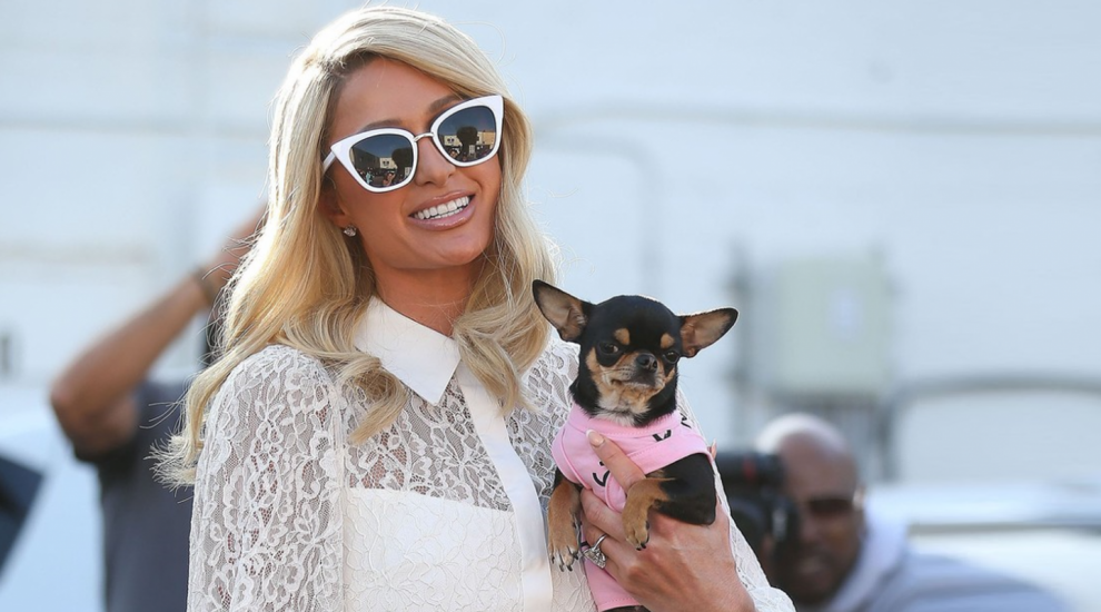 
	Paris Hilton cheltuiește o avere pentru găsirea lui Diamond Baby, câinele chihuahua dispărut
