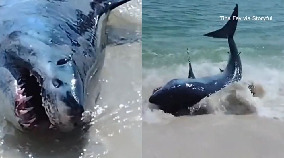 
	VIDEO! Momentul în care 4 bărbați salvează un rechin Mako, eșuat pe plajă: &bdquo;Uitați-vă la dinții ăia!&rdquo;
